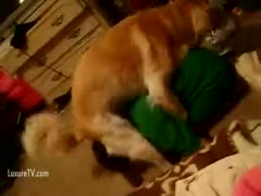 Giggling zoo legal age teenager cheating wife laughs as her dog tries to hump her head - ZeusPorn 